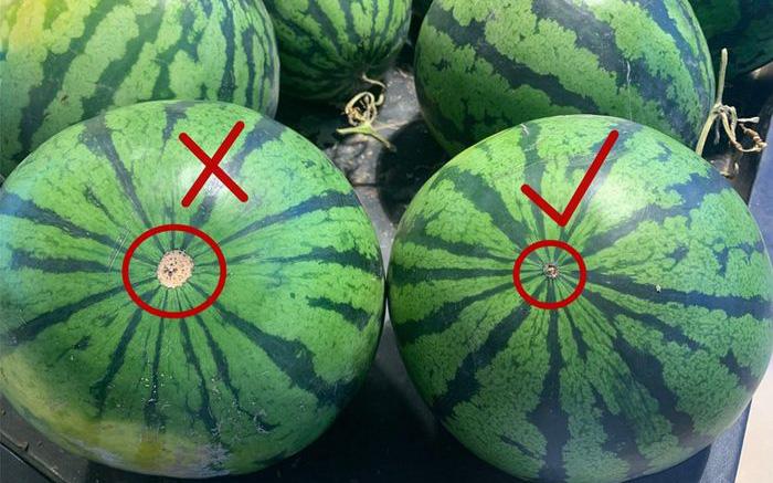 cach-lua-chon-dua-tuoi