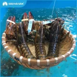 Có nên để cua biển trong tủ lạnh: Mẹo bảo quản cua tươi ngon